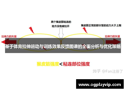 基于体育拉伸运动与训练效果反馈图谱的全面分析与优化策略